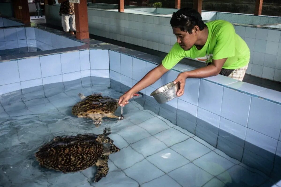 Сохранение черепах. Остров для черепахи на присоске. the turtle conservancy. как ухаживать за морскими черепашками дома. покормить черепашек в дубае.