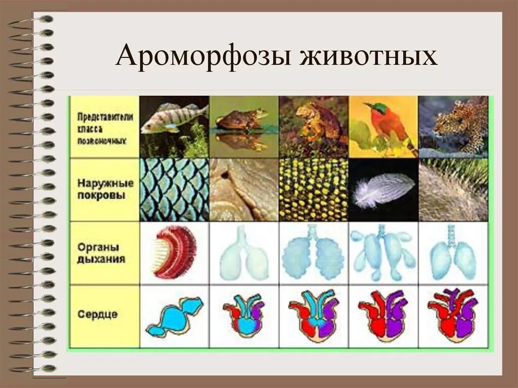 Ароморфоз растений ароморфоз животных. Примеры аромарфоз у животных. Ароморфоз примеры у животных. Ароморфоз примеры у животных и растений.