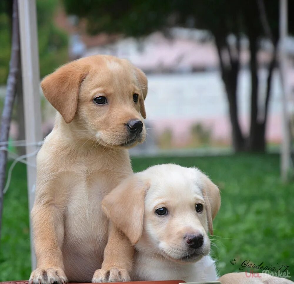 Черный лабрадор щенок 5 месяцев. Лабрадор два месяца. Лабрадор кутенок 2 месяца. Лабрадор два месяца. Белый лабрадор щенок 1.