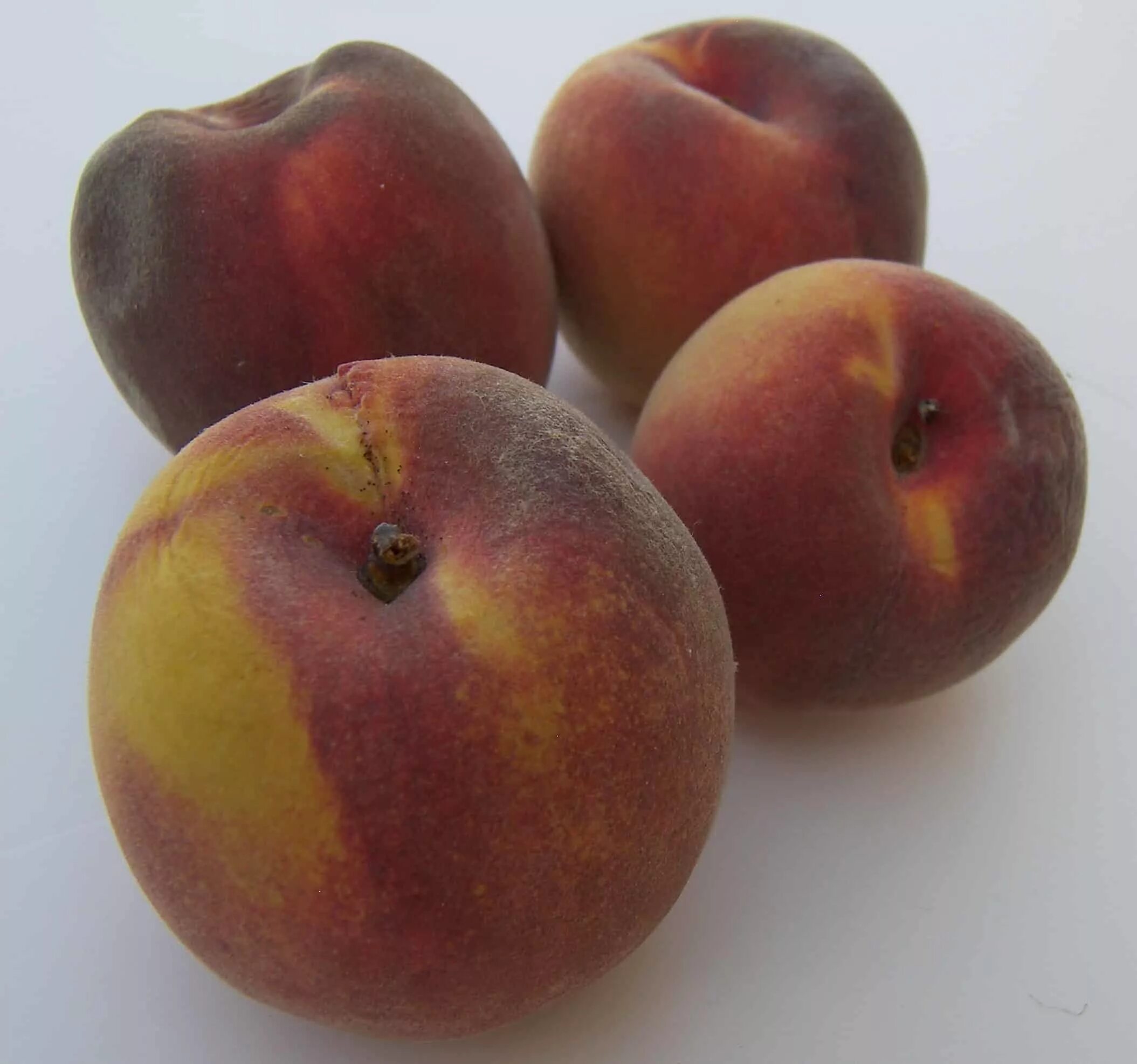 Flamin' Fury ® (PF 23) Peach Tree - Stark Bro’s