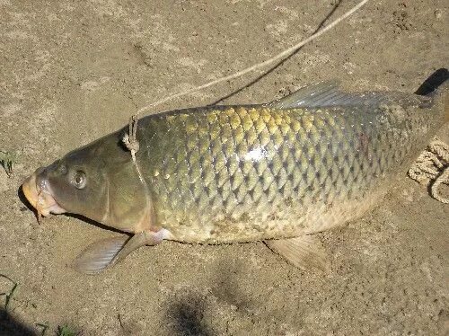 Два сазана. Сазан ташморский. Сазан фото. Карп в озере. Амурский сазан.