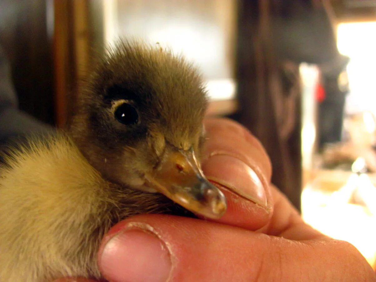 откуда уточка