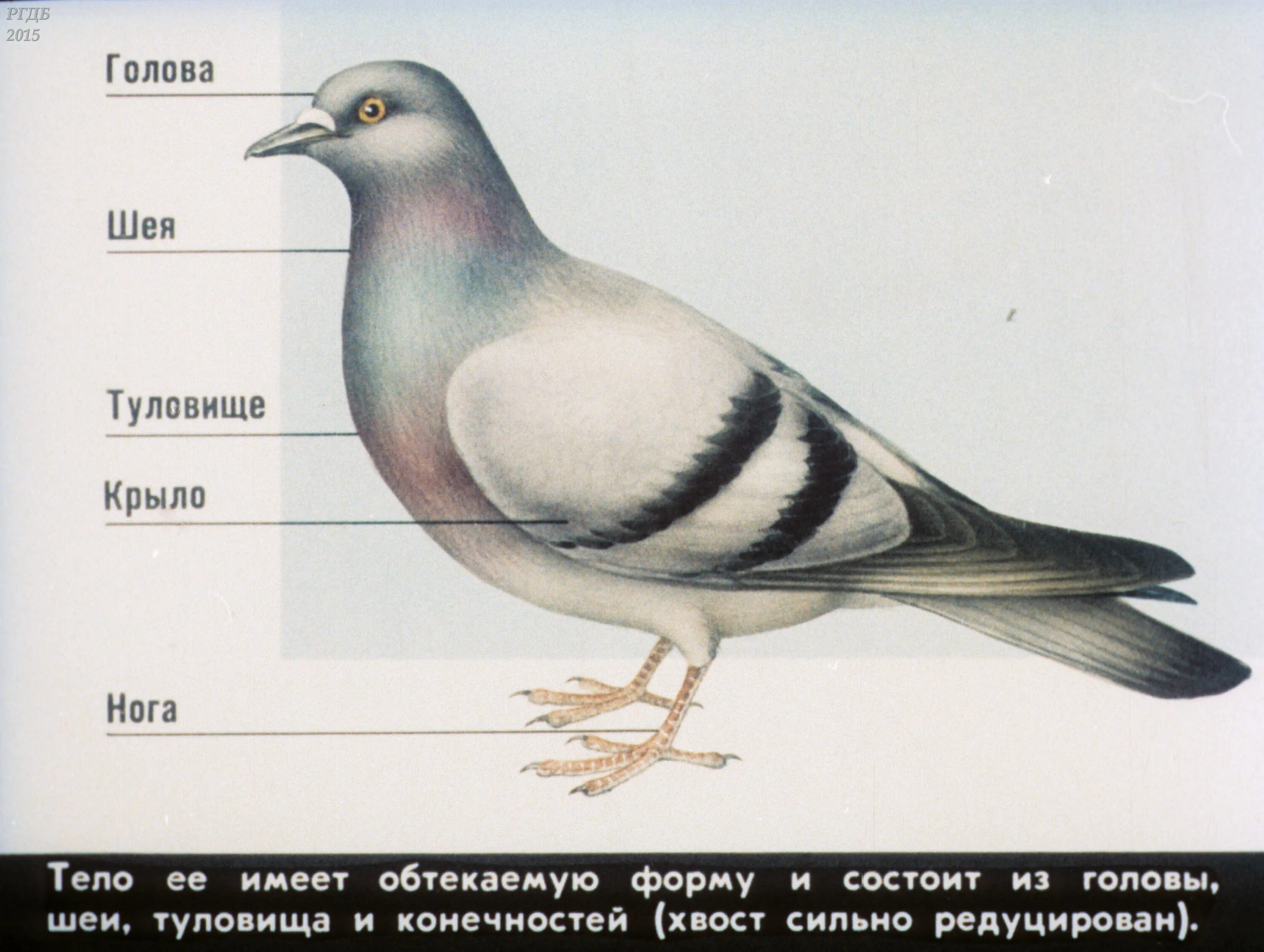Части тела птицы голубь. Строение туловища голубя внешнее. Строение птицы для дошкольников. Строение птицы для детей дошкольного возраста.