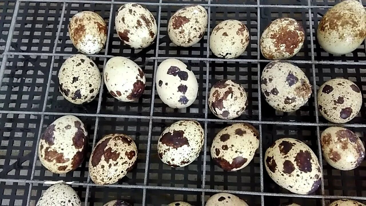 Купить перепелиные яйца для инкубации