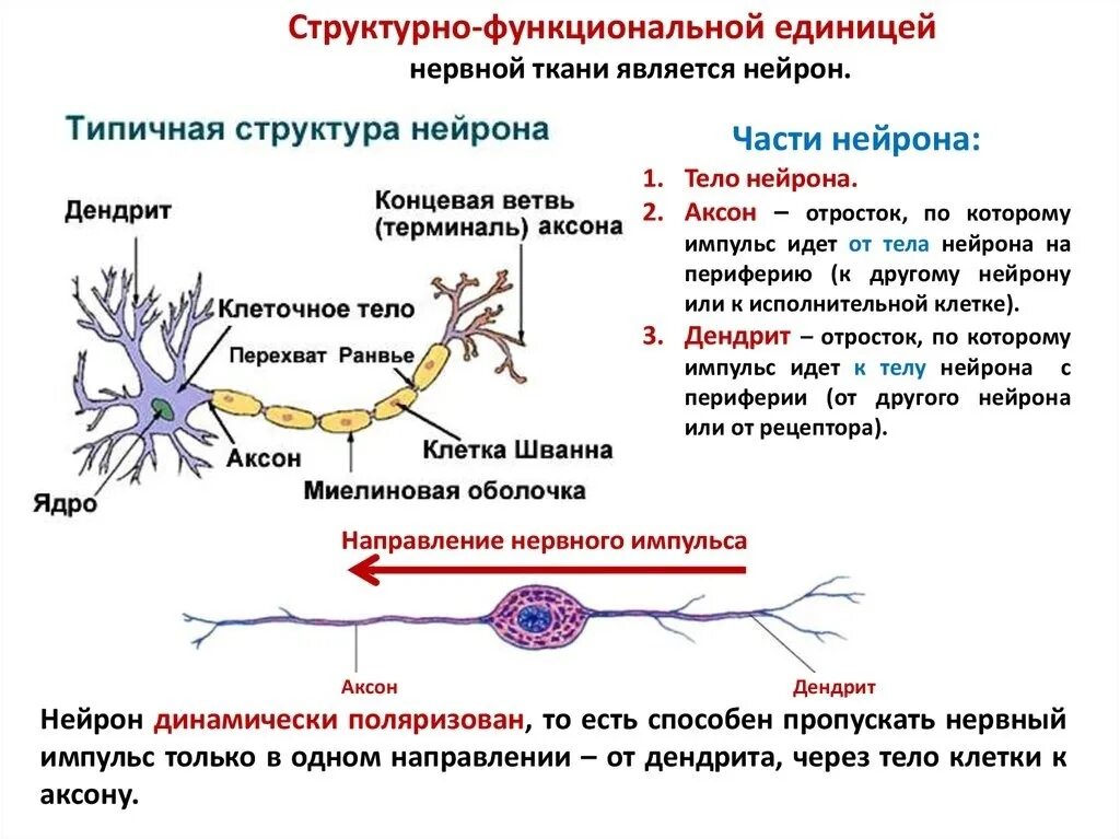 Что является структурно-функциональной единицей нервной ткани?. Нейроны строение передача импульса. Порядок проведения возбуждения по структурам нейрона. Схема проведения импульса двигательного нейрона. Скорость нервных реакций