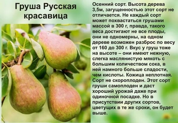 Сорт груши Талгарская красавица. Груша Талгарская красавица дерево. Груша русская красавица Черненко. Груша русская красавица осенний сорт. Груша красавица черненко описание