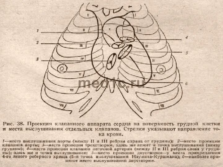 Точки проекции клапанов сердца. Проекция границ и клапанов сердца на грудную клетку. Проекции и точки аускультации клапанов сердца. Акустические точки проекции клапанов сердца. Клапаны сердца на грудной клетке