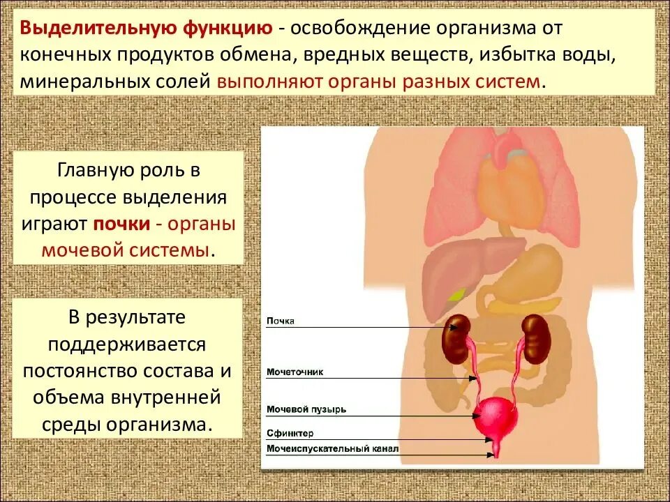 Какие органы входят в выделительную систему человека. Органы выделительной системы структура функции строение. Выделения система человека функции и органы. Система органов выделения. Функции почек. Строение системы выделение почки.