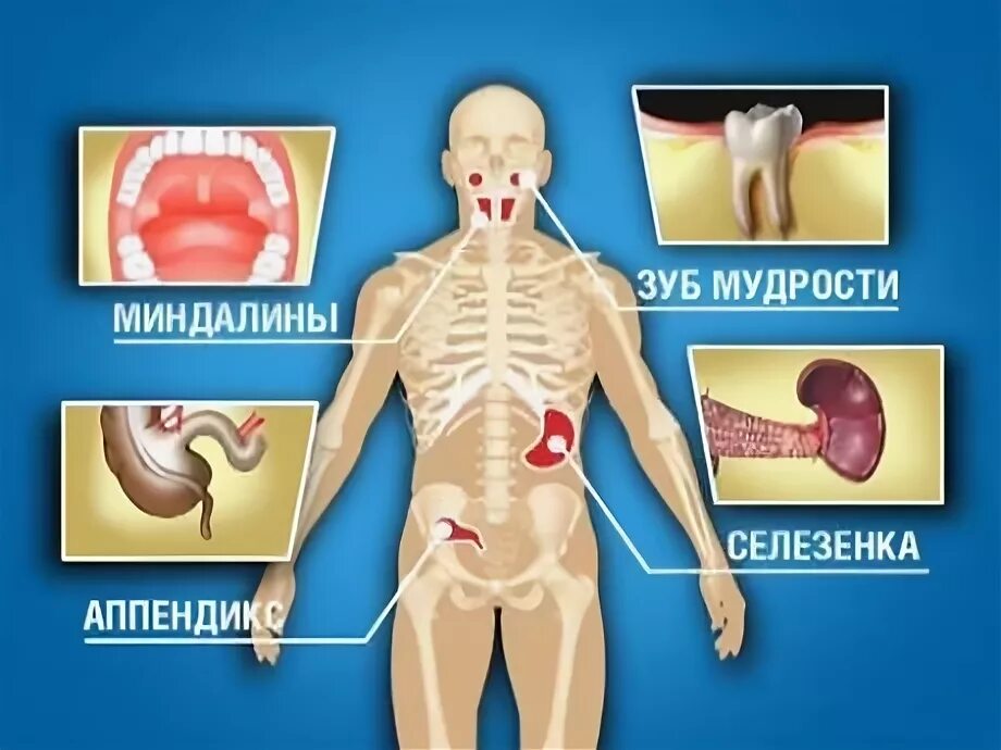 Колит селезенка. Гдетнаходитчя селезенка. Селезёнка где находится. Где находится селезенка у человека. Сивилизенка где находится.