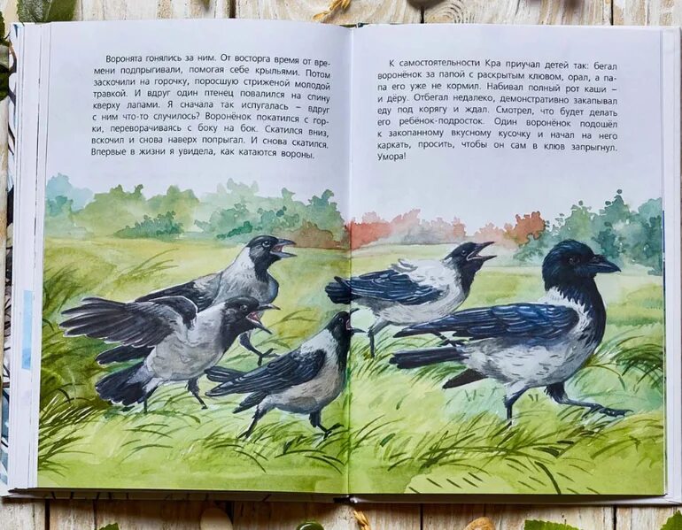 Книга про ворон. Одинцова, л. я считаю ворон : две истории из жизни птиц и людей. Одинцова я считаю ворон. Книги вороненок-Карчик.