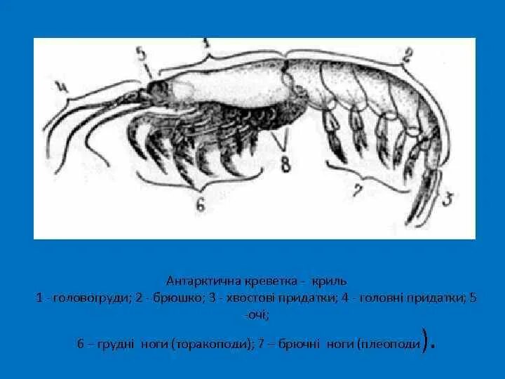 Тело нечленистое округлое поперечное. Внешние строение криля. Криль строение. Головогрудь и брюшко у креветки. Челюстеногие представители.