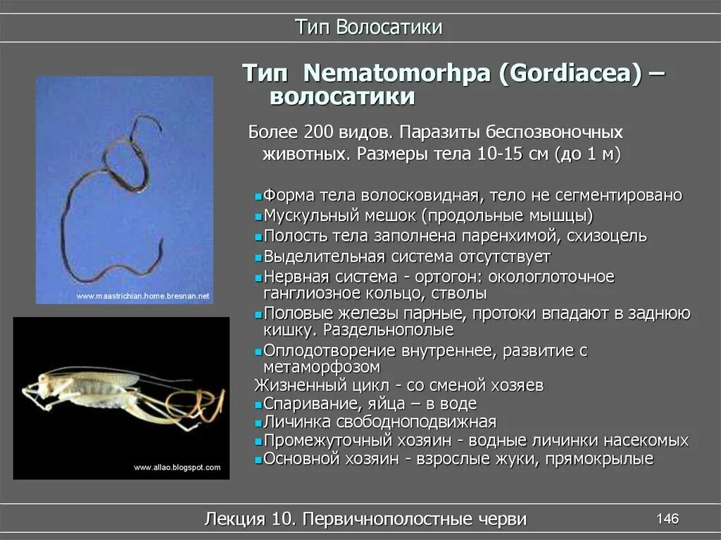 Органах чувств паразитических червей. Червь паразит волосатик. Круглые черви класса Nematomorpha (волосатики). Волосатики круглые черви представители.
