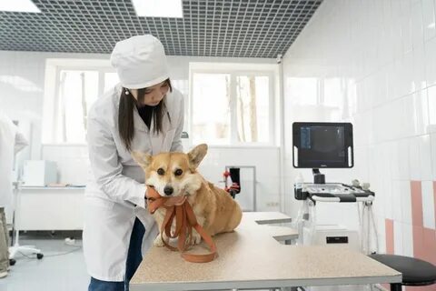 Ветеринарные лекции