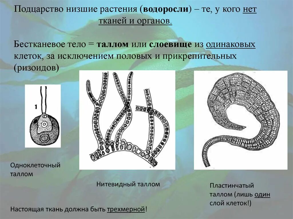 Подцарство низшие растения строение тела. Подцарство низшие растения. подцарство низшие растения водоросли. пластинчатый таллом. водоросли низшие растения.