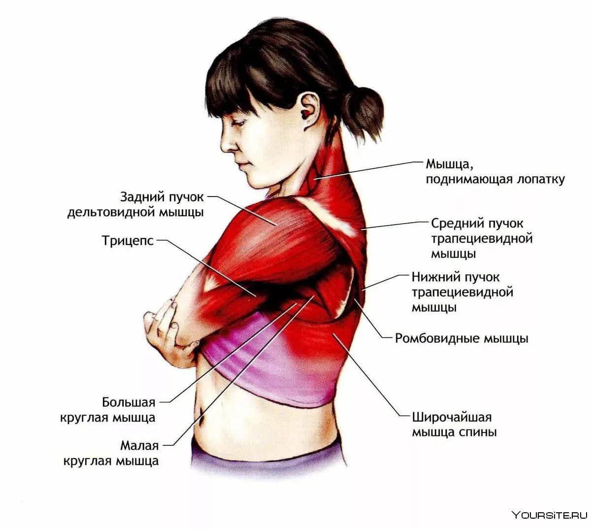 Боли дельтовидной мышцы плечевого сустава. Мышцы шеи и плеча. Мышцы поднимающие плечо. Мышцы на плечах.