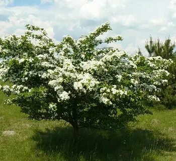 Кустарники 2 метра