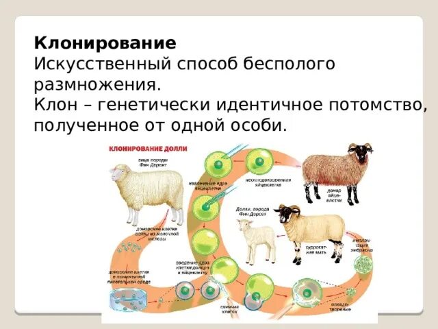 Метод искусственного получения потомства