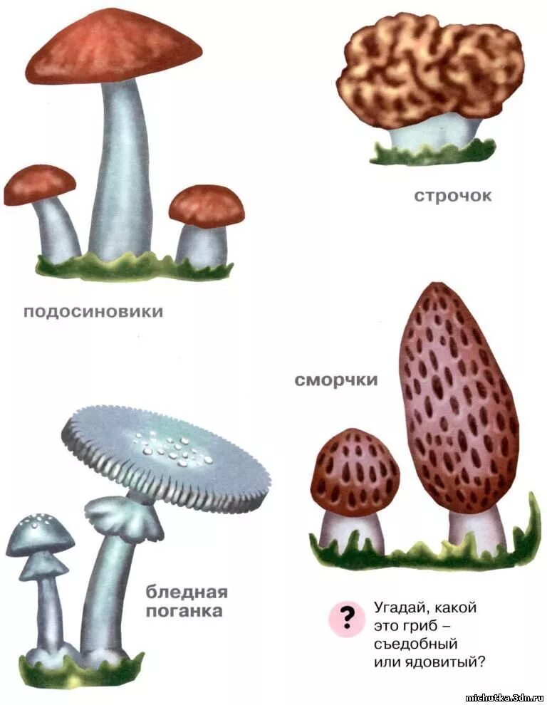несъедобные грибы из пластилина. бледная поганка сатанинский гриб и. грибочки из пластилина. слепить из пластилина несъедобные грибы. слепить из пластилина несъедобные грибы.