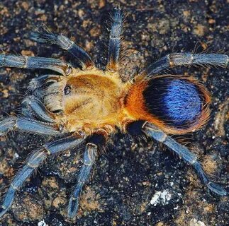 Pseudhapalopus sp blue