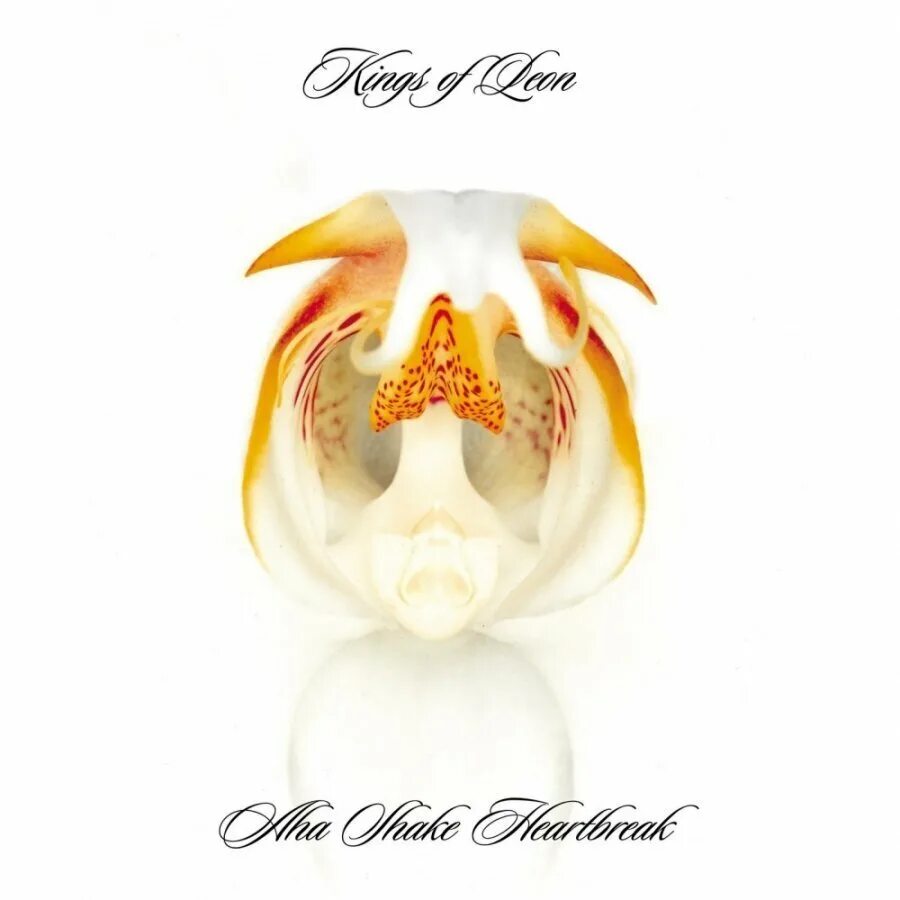 Kings of leon fire. Kings of leon aha shake heartbreak. kings of leon. kings of leon albums. kings of leon poster.