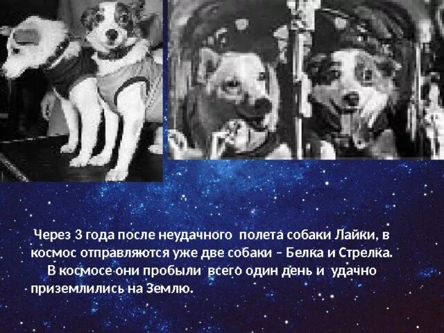 Белка и стрелка собаки космонавты. Первая собака полетевшая в космос. Полет собак в космос. Собаки в космосе несколько. Полет лайки в космос