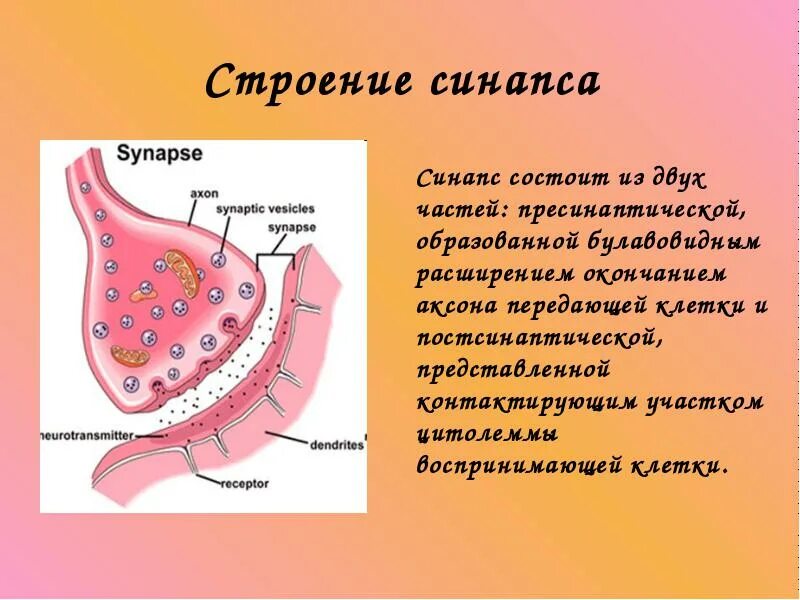 Синапс представляет собой. Строение синапса. строение синапса биология. из чего состоит синапс. строение синопсиса.