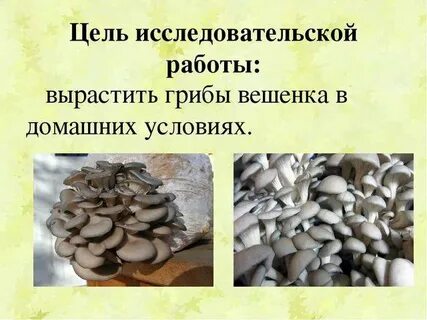 Вешенки польза
