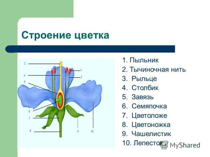 Чашелистик тычиночную нить рыльце