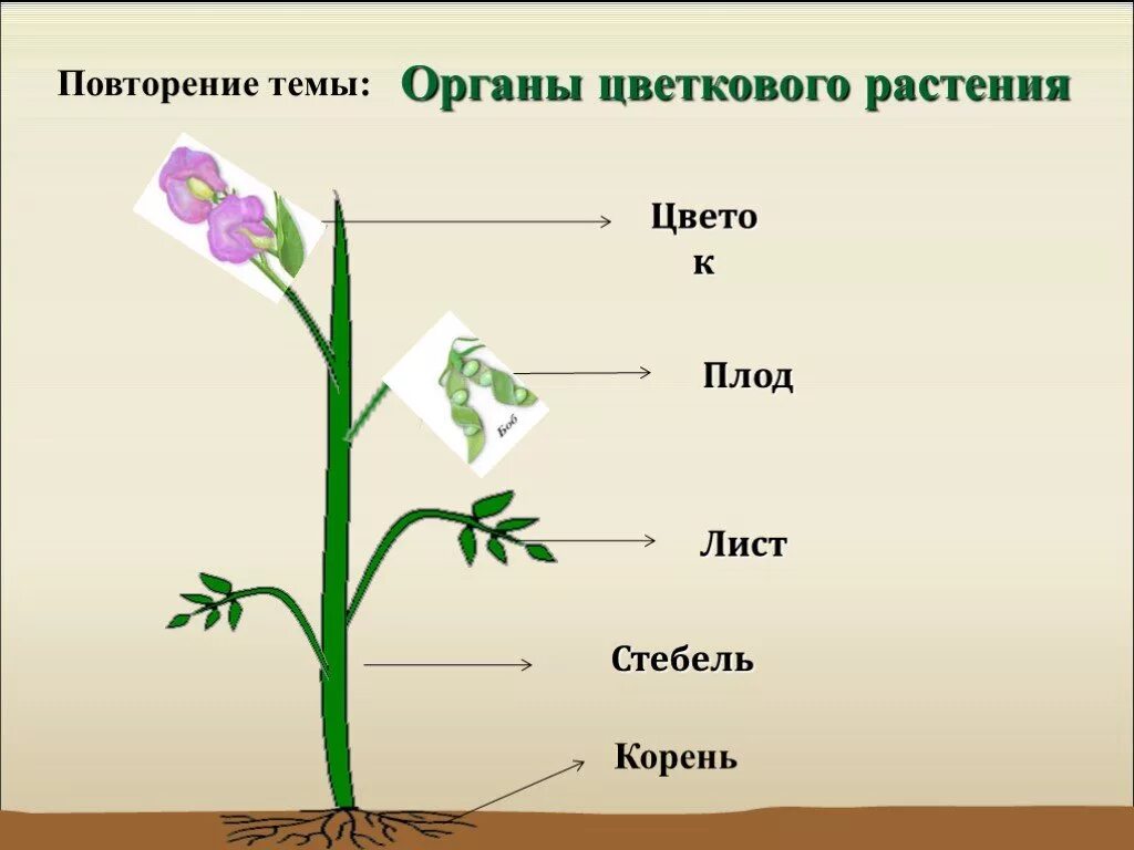 Органы цветкового растения. Фоогагы цветкового растения. Строение цветковых растений. Органы цветкового растения корень. Назовите органов цветковых растений