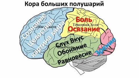 Полушарие интроверта