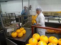 Фасовка сыра на производстве. Холод заринск. Холод заринск. Гк холод заринск симонов константин борисович. Пищевая промышленность алтайского края.