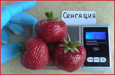 Клубника сенсация описание урожайность сорта