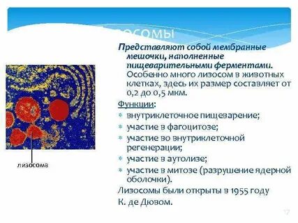 Что делает лизосома в животной клетке