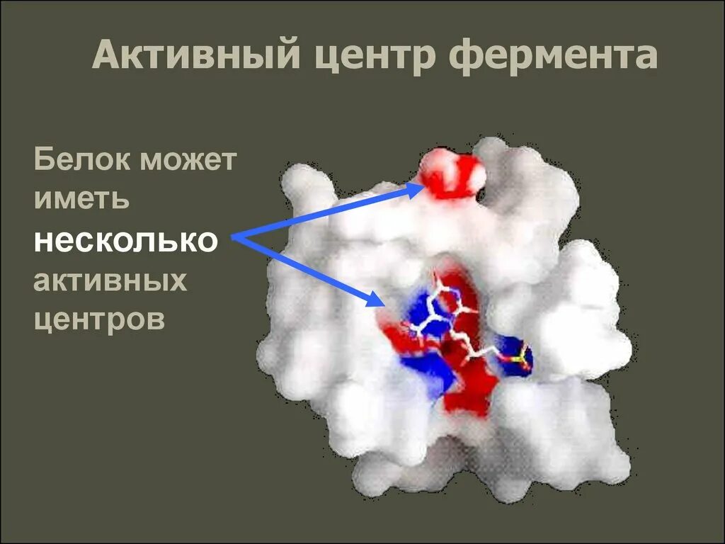 Активная группа фермента