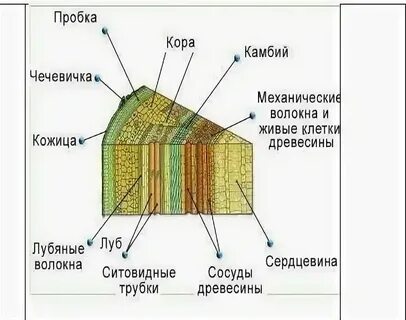 Установите взаимосвязь строения и способов