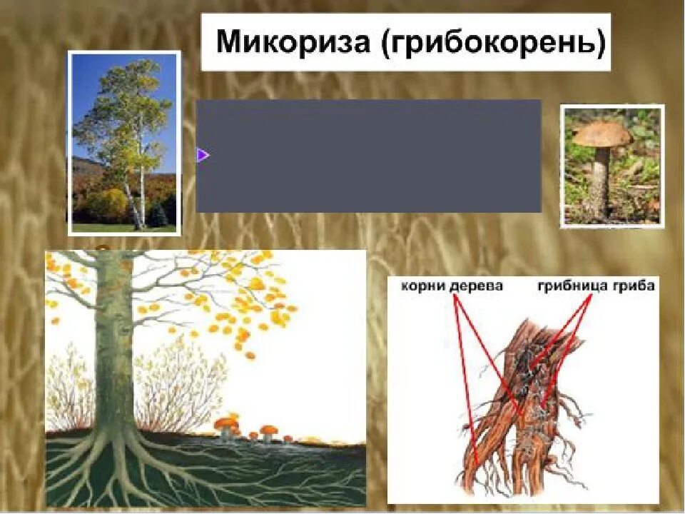 Образуют микоризу с корнями растений. Микориза грибокорень. Грибокорень или микориза это 5 класс биология. Грибокорень или микориза это. Грибокорень примеры растений.