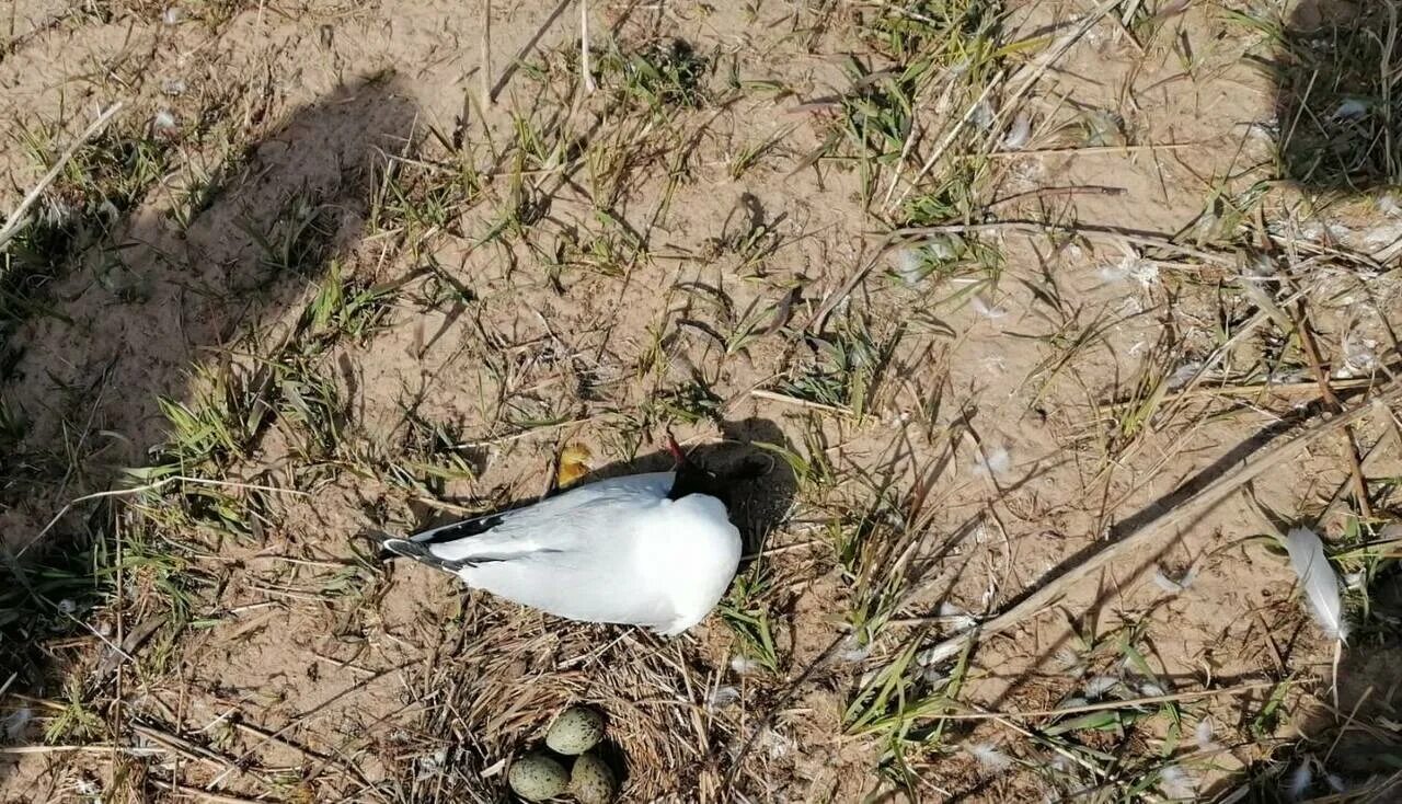 Белый ворон. Орел на кенское кладбище. The yellow birds. Памятник в тольятти стальная птица. Птенцы кайры.