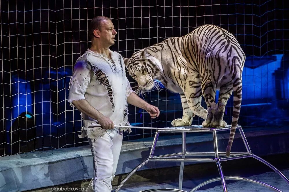 Цирк белые тигры. Цирк шоу белых тигров. Цирк Гомель тигры. Тигр под куполом цирка. Велотигр