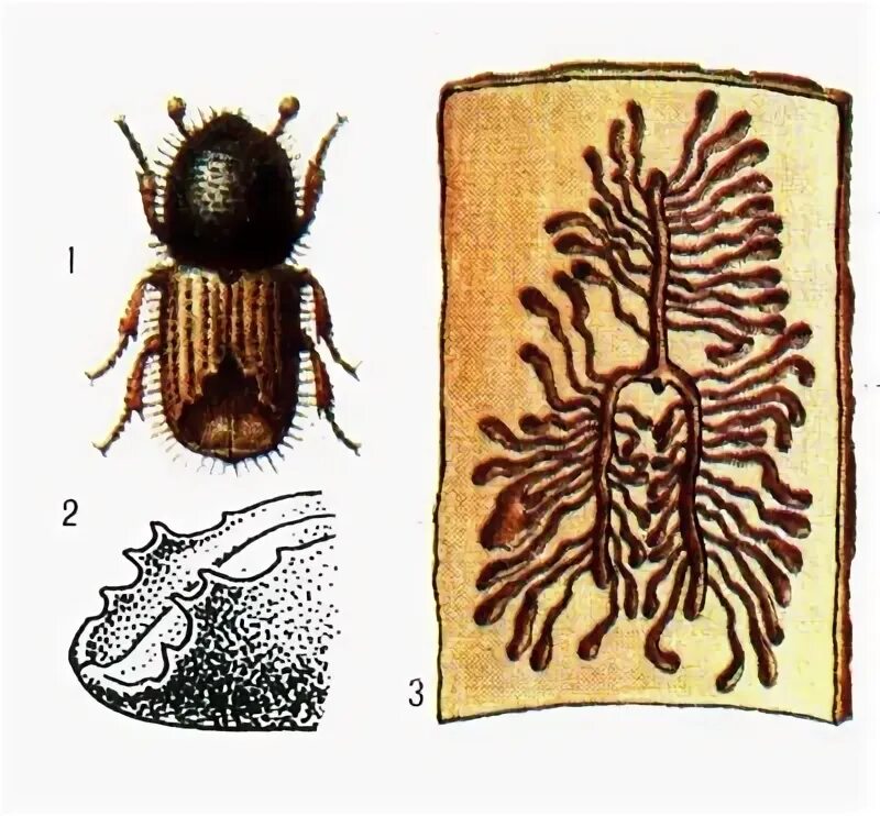 типограф 2. типограф 2. короед жук личинка куколка. типограф 2. жук семейства короедов.