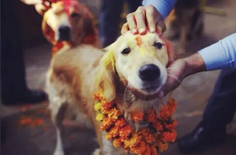 Kukur Tihar: The Festival In Nepal That Celebrates Dogs.