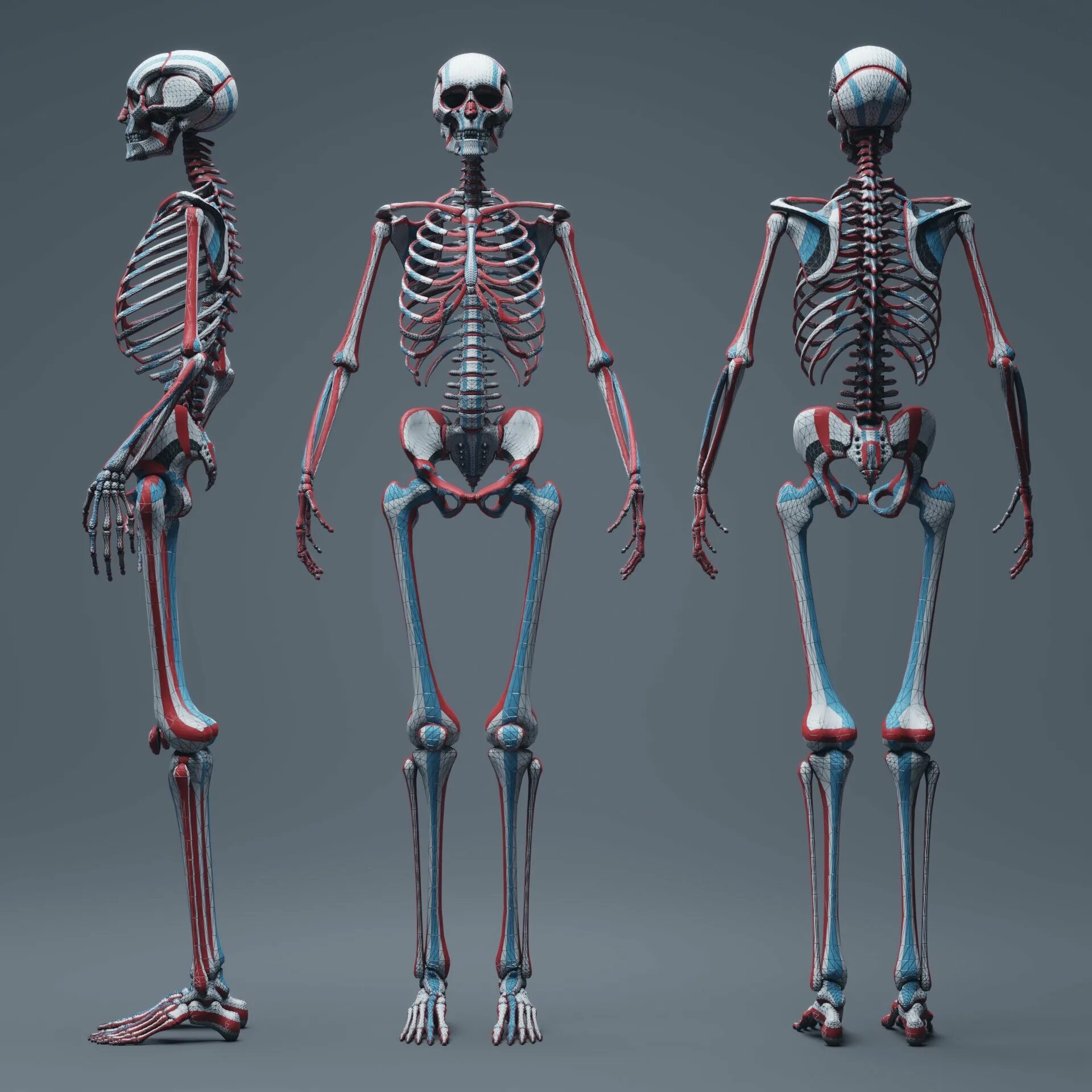 Облегченный скелет. Скелет человека анатомия Майерс. Анатомия человека skelet. Человечий скелет. Склелетчеловека.