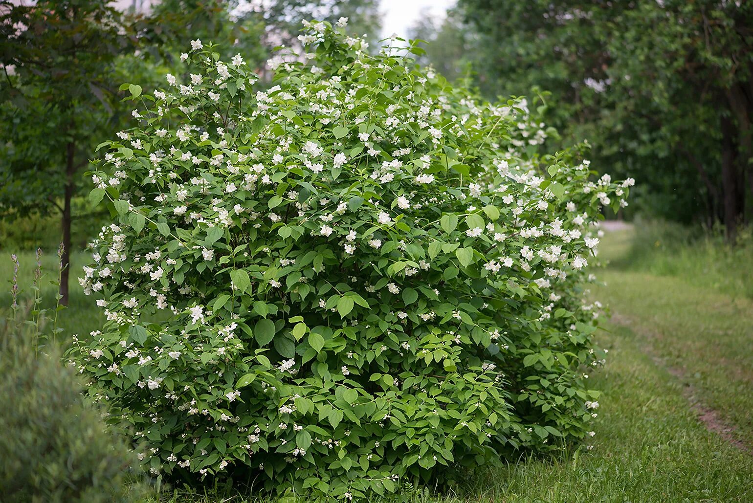 Изображен куст. Чубушник венечный. чубушник венечный кустарник.