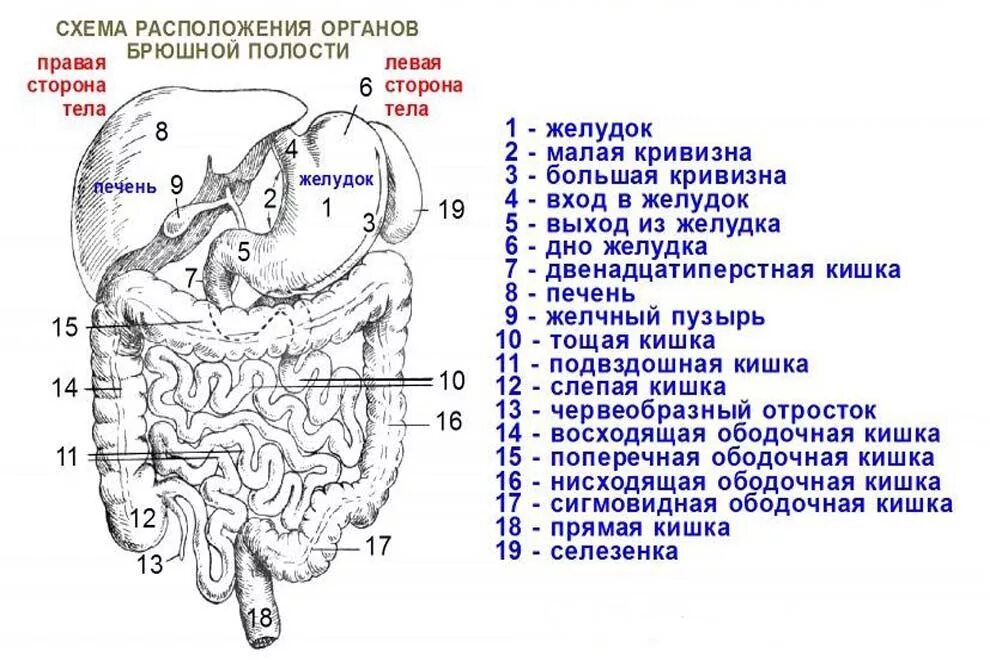 Органы живота. Строение брюшной полости человека схема. Анатомия внутренних органов брюшной полости. Анатомия органов брюшной полости схема. Расположение органов брюшной полости у мужчин схема.