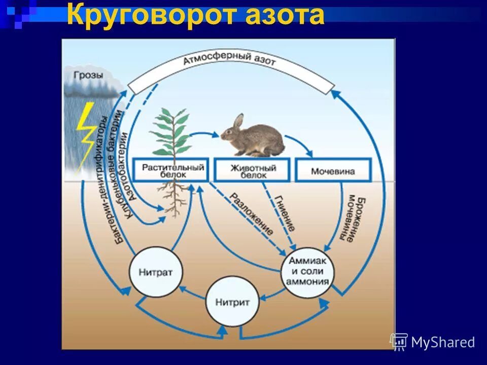 Круговорот азота в биосфере. Круговорот веществ в биосфере азот. Схема круговорота азота в природе химия. Азот химия круговорот азота в природе. Грибы включаясь в круговорот веществ в биосфере