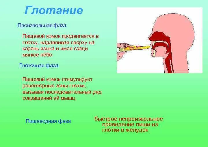 Глотание пищевого комка. Движение пищевого комка в глотке. Схема глотания. Пищеводная фаза глотания.