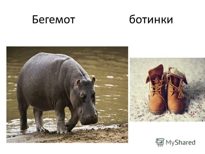 Бегемот какой звук