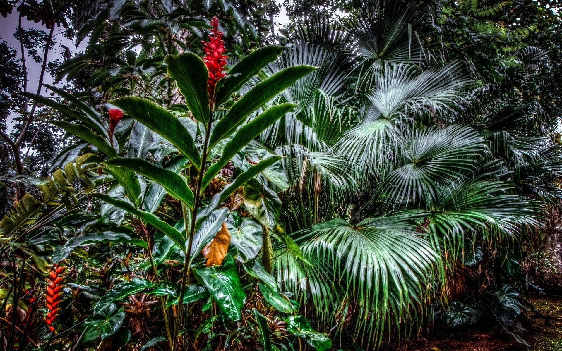 Tropical plant. Тропические растения. Растения в тропических лесах. Тропические цветы. Тропическические растения.