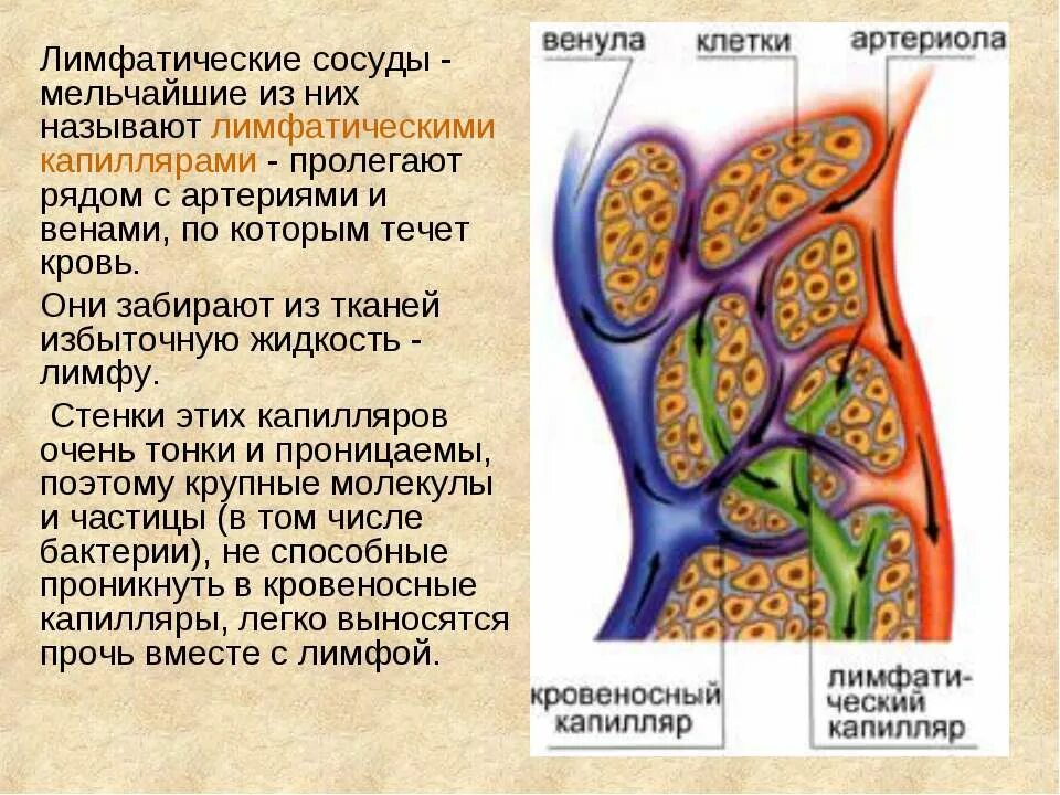 лимфой называют. лимфообразование физиология. лимфой называют. лимфатическая система человека схема движения. лимфой называют.