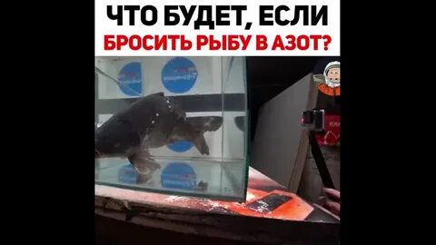 Рыбы бросил
