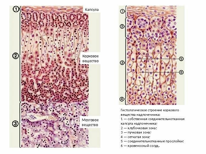 Слои клеток головного мозга. Надпочечник гистология гематоксилин. Структуры надпочечника гистология. Зоны коркового вещества надпочечников. Мозговое вещество надпочечников рисунокгистологтя.